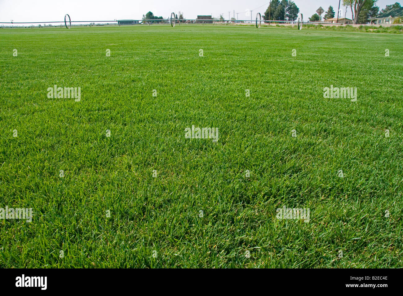 Sod Farm dans le comté de Canyon Colorado Banque D'Images