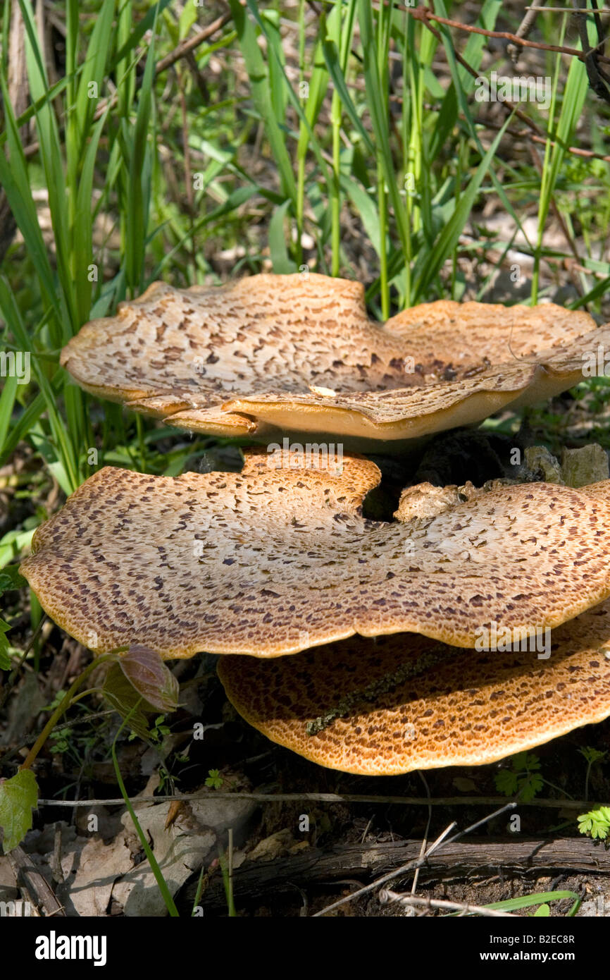 Dryades sauvages selle champignons poussant sur le sol de la forêt dans la région de Eaton County Michigan Banque D'Images