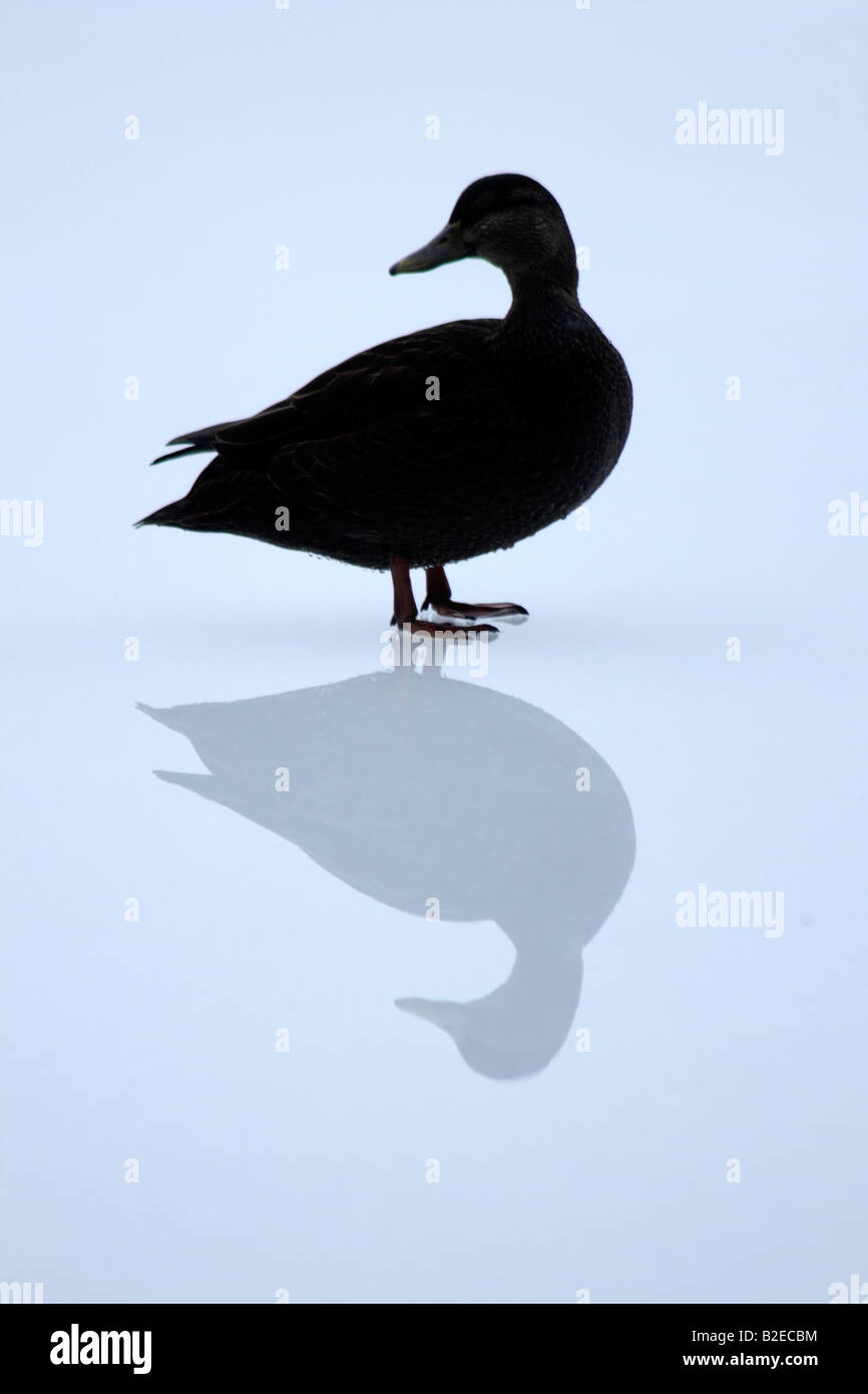 Un canard noir debout sur la glace en hiver Banque D'Images