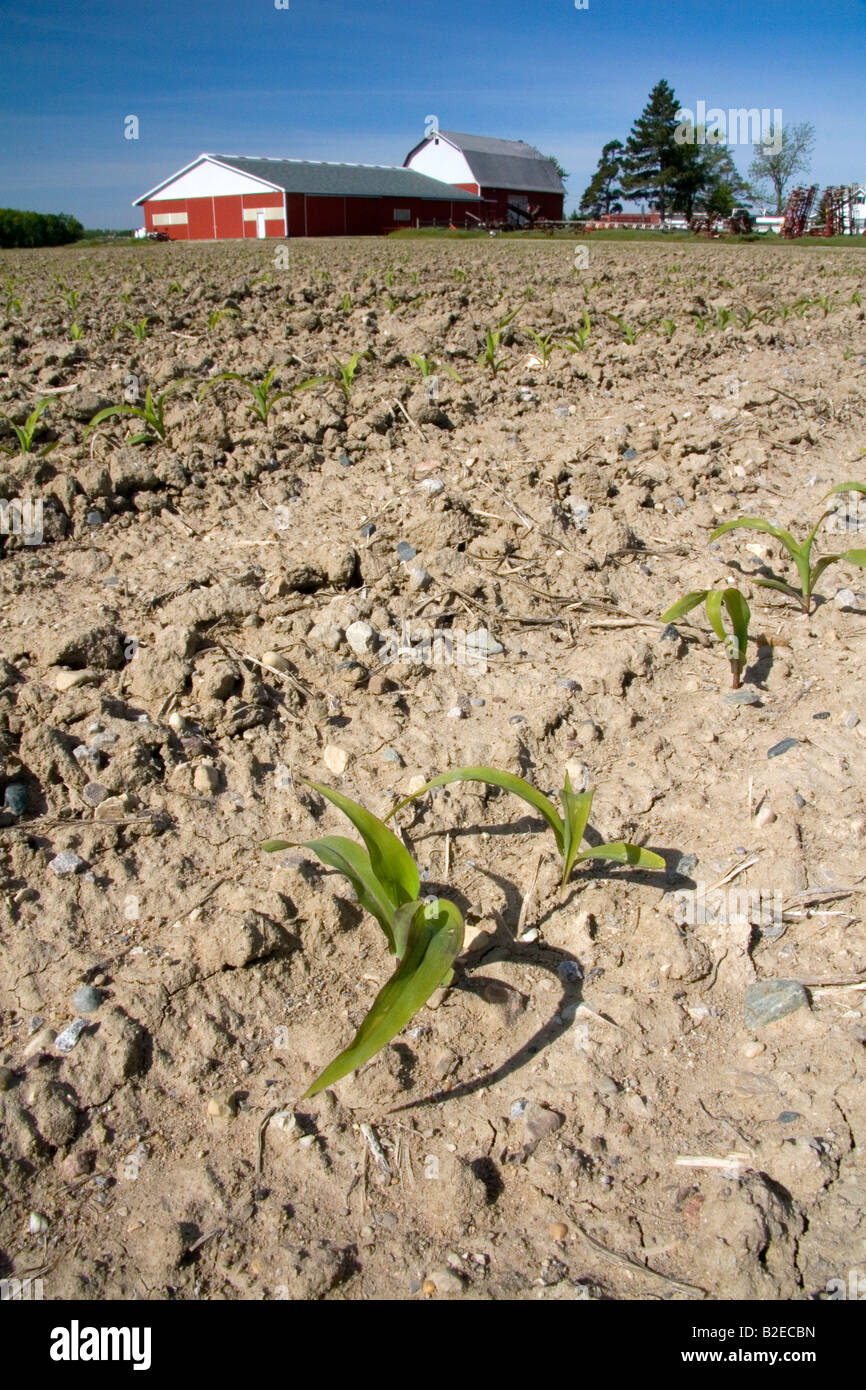 Des semis de maïs sur une ferme dans le comté de Gratiot Michigan Banque D'Images