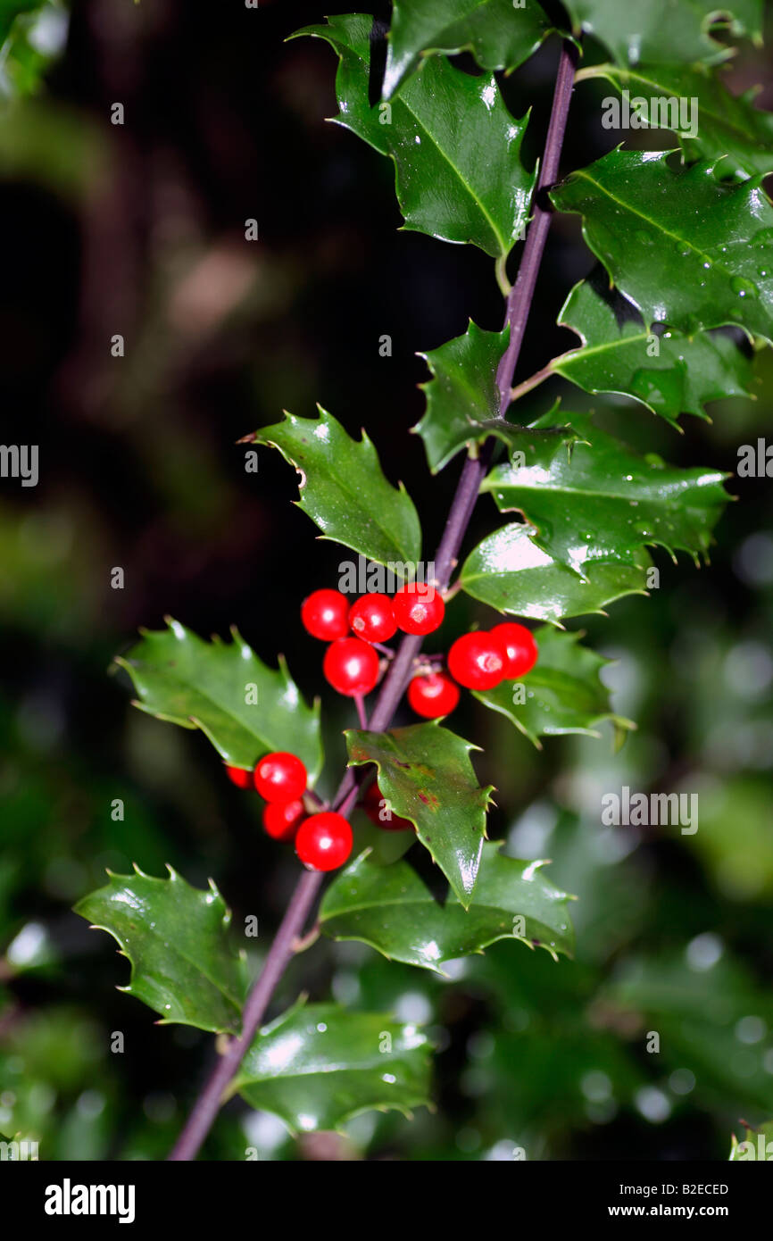 Canada holly bush laisse les baies de Noël Banque D'Images