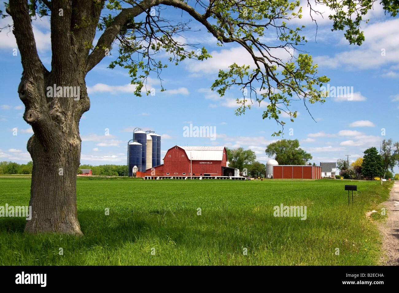 Ferme entourée de blés verts à St Louis au Michigan Banque D'Images