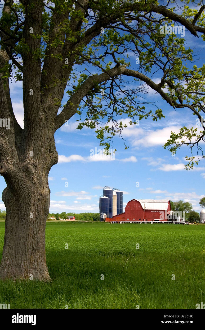 Ferme entourée de blés verts à St Louis au Michigan Banque D'Images