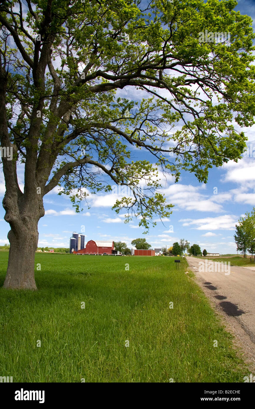 Ferme entourée de blés verts à St Louis au Michigan Banque D'Images