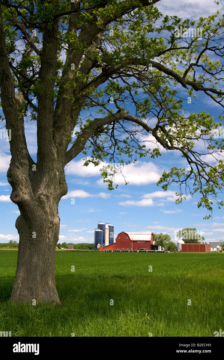 Ferme entourée de blés verts à St Louis au Michigan Banque D'Images