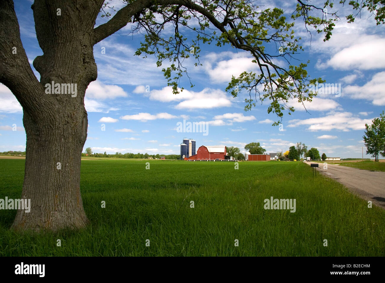 Ferme entourée de blés verts à St Louis au Michigan Banque D'Images