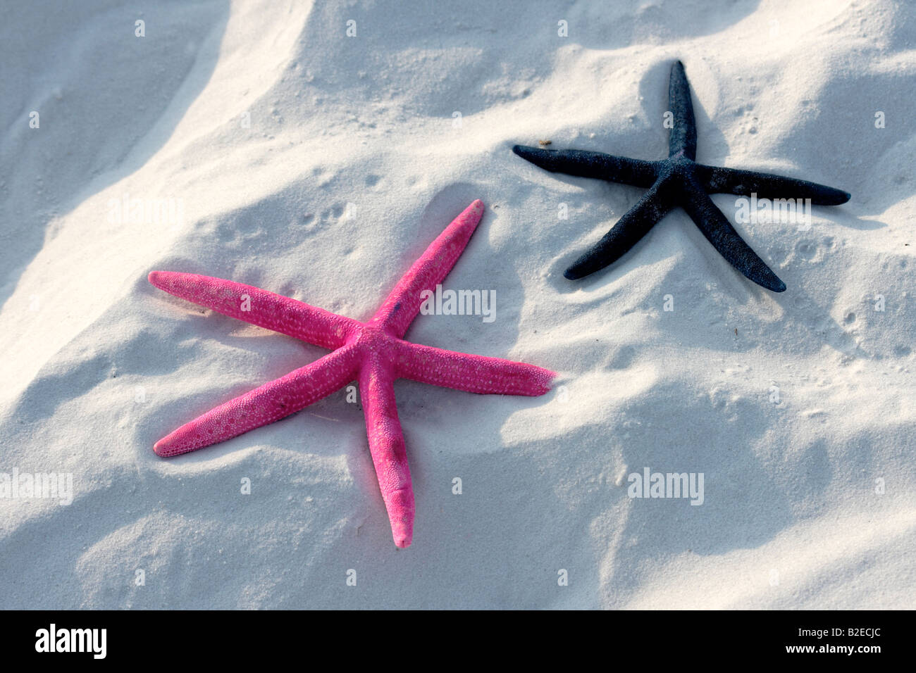 Deux étoiles de mer sur une plage de Floride USA Banque D'Images