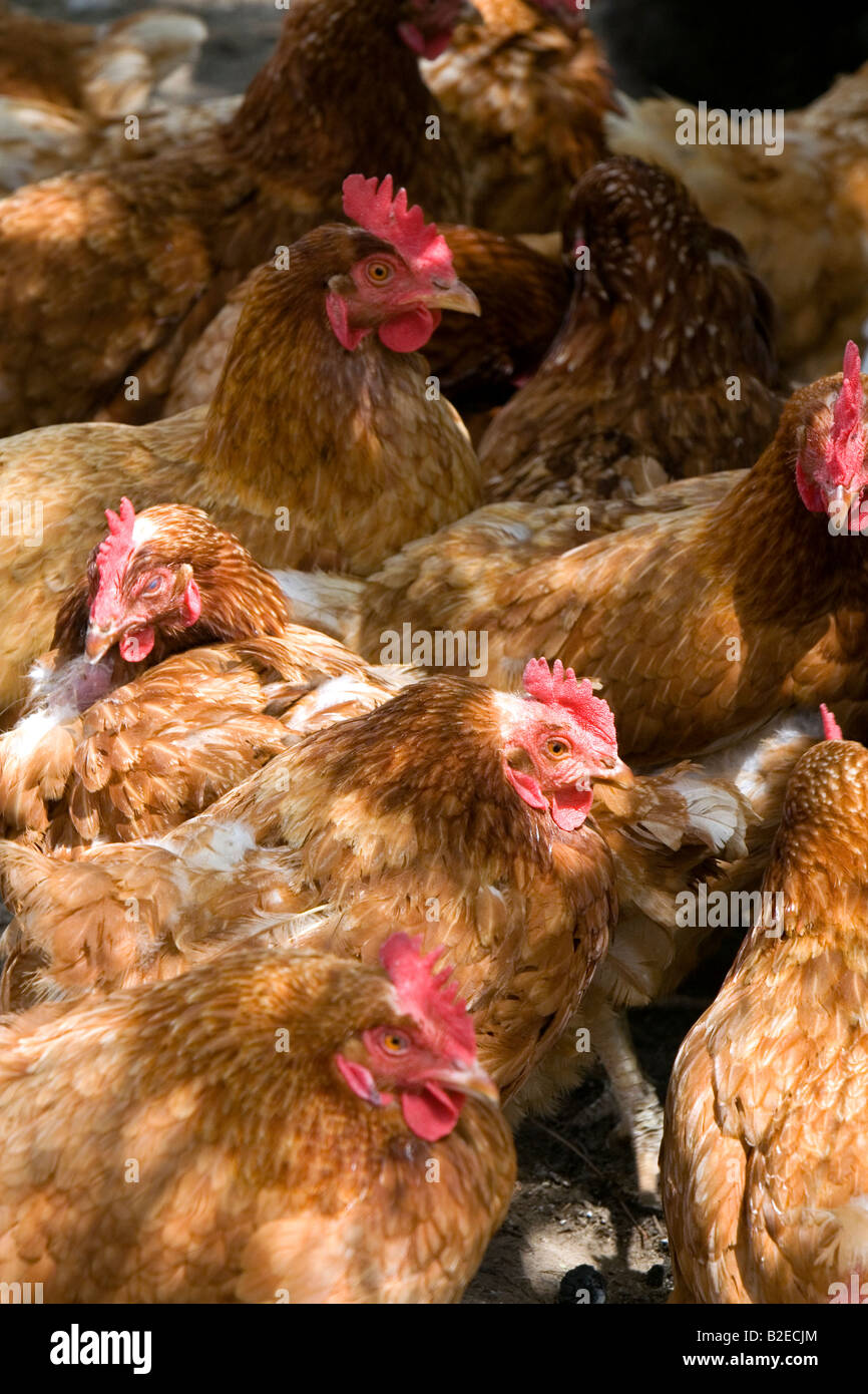 Poules pondeuses Poulets dans une ferme de Lenawee County Michigan Banque D'Images