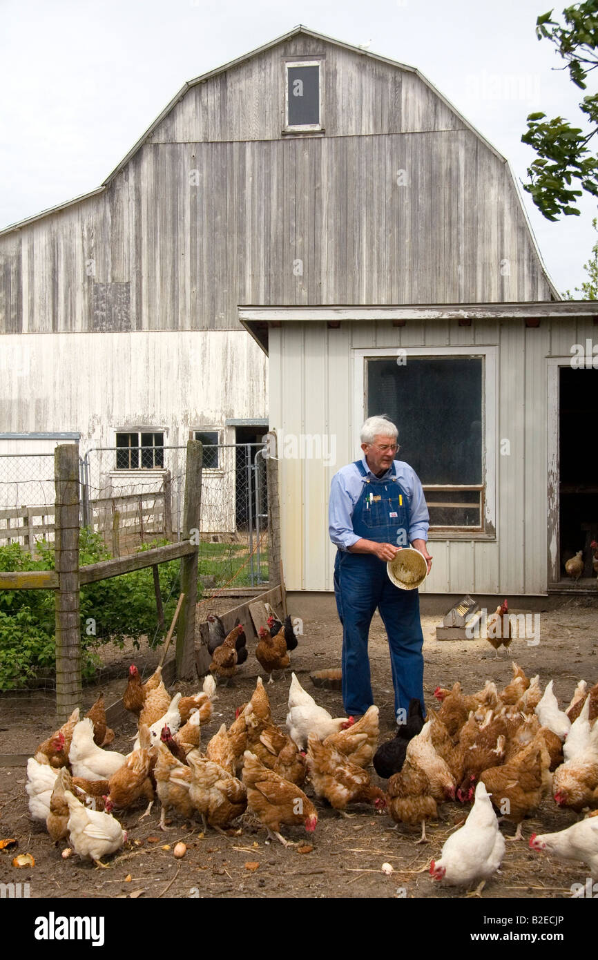 Agriculteur à nourrir ses poulets dans une ferme de Lenawee County Michigan MR Banque D'Images