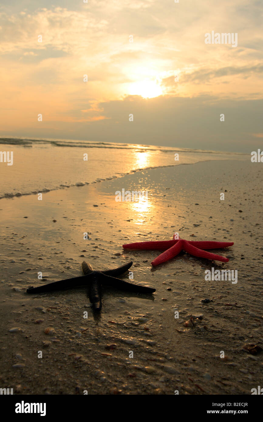 Deux étoiles de mer sur une plage Siesta key en Floride usa Banque D'Images