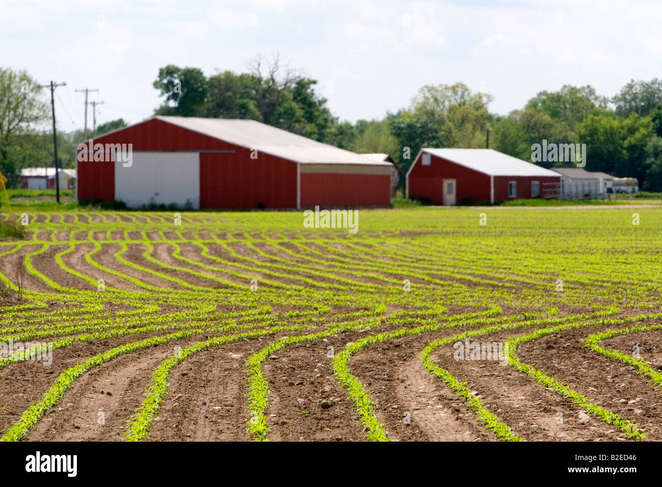 Des rangées de plants de maïs des semis sur une ferme dans le comté de Montcalm au Michigan Banque D'Images