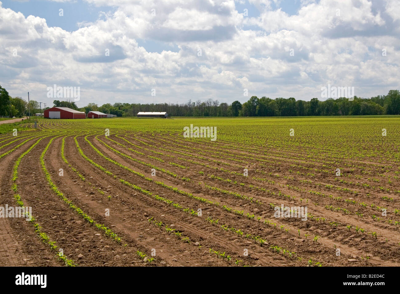 Des rangées de plants de maïs des semis dans une ferme de Montcalm au Michigan Banque D'Images