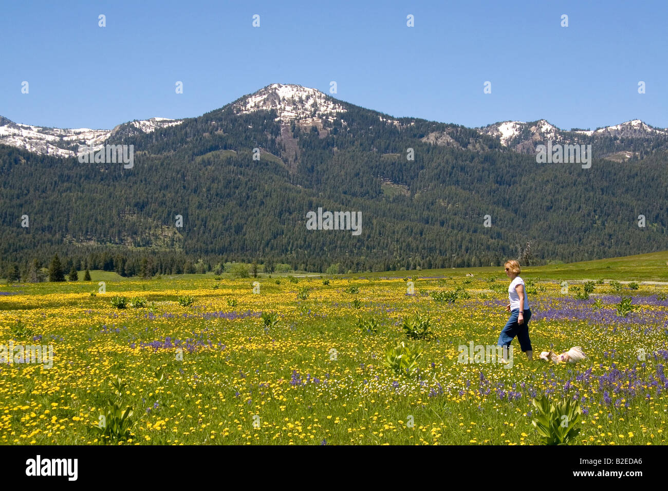 Femme et son chien marche dans une prairie de fleurs ci-dessous Banc Montagne en Vallée ronde New York Banque D'Images