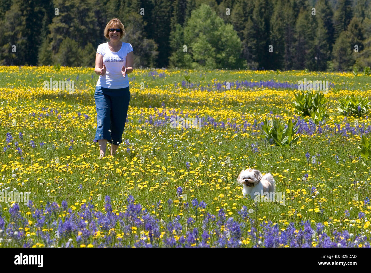 Femme et son chien jouant dans une prairie de fleurs dans la vallée ronde New York Banque D'Images