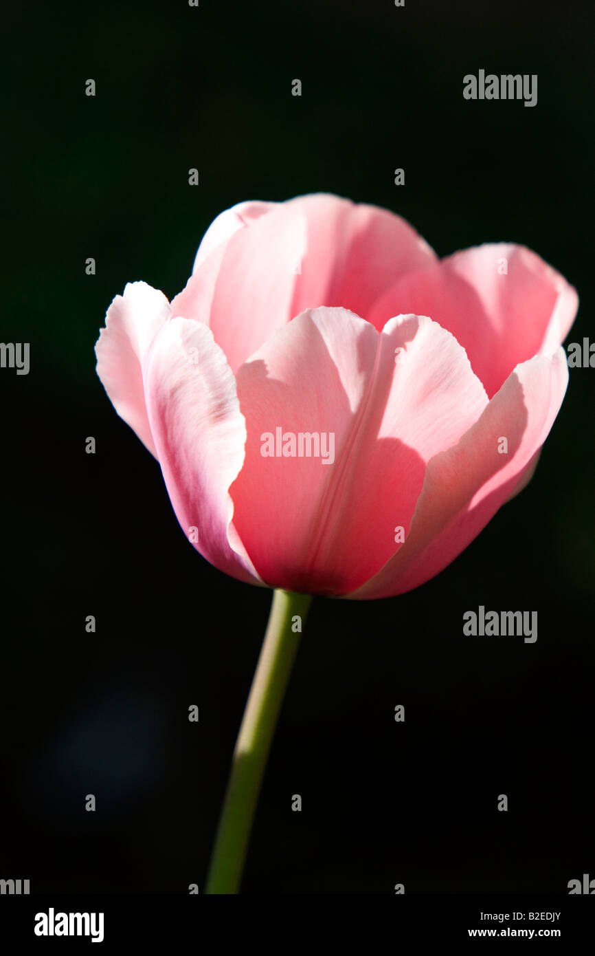 Fleur de tulipe rose Banque D'Images