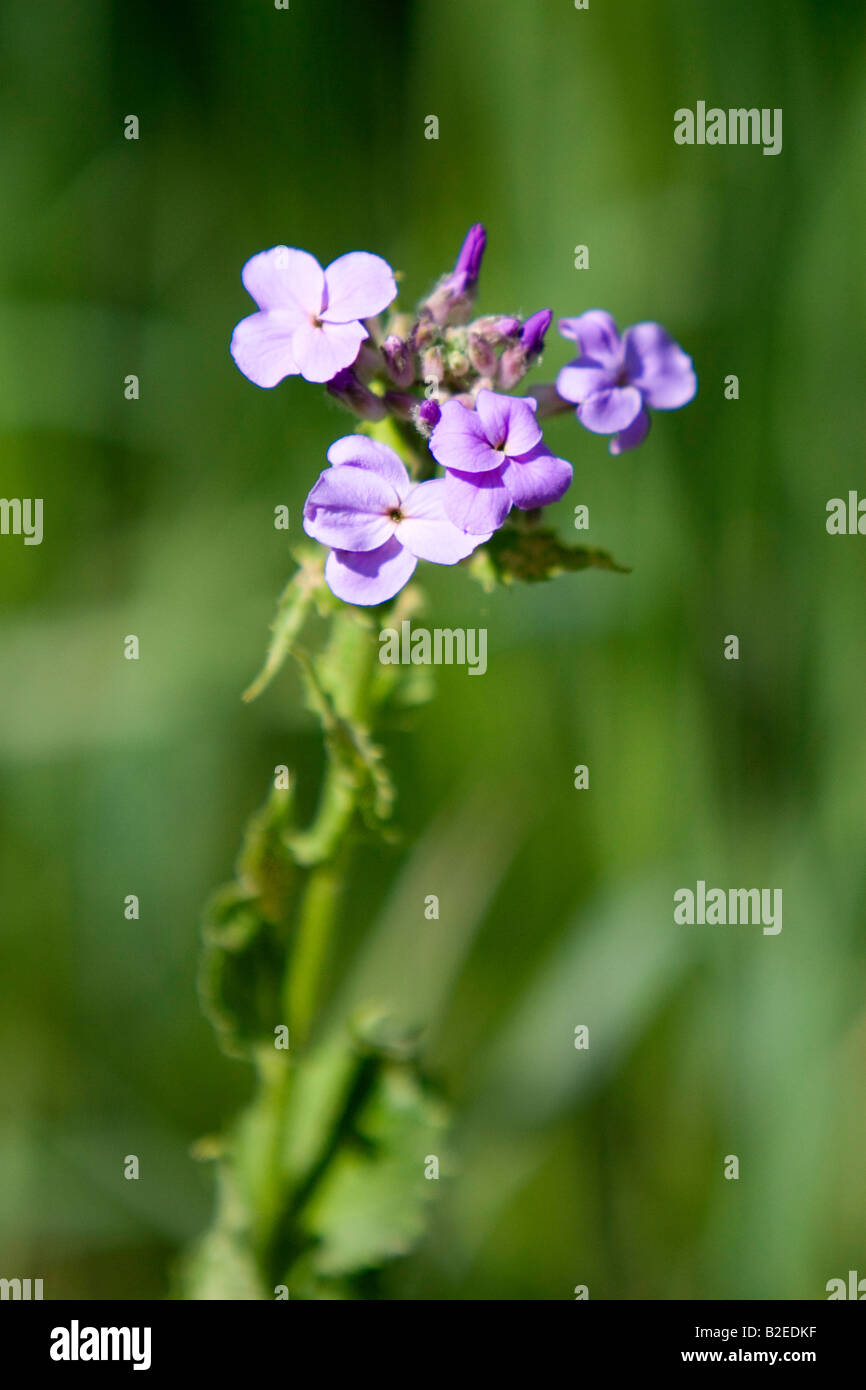 Dans le wildflower violet dans la famille Caryophyllaceae Eation County Michigan Banque D'Images