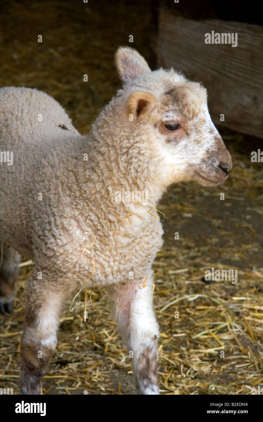 L'agneau dans une ferme de Lenawee County Michigan Banque D'Images