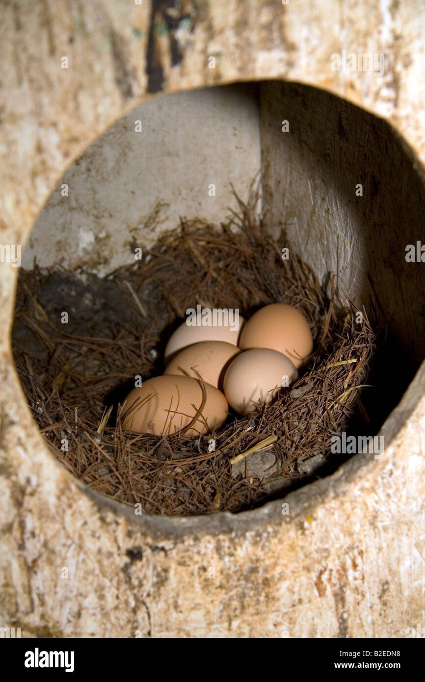 Les oeufs de poule dans un nid dans une ferme de Lenawee County Michigan Banque D'Images