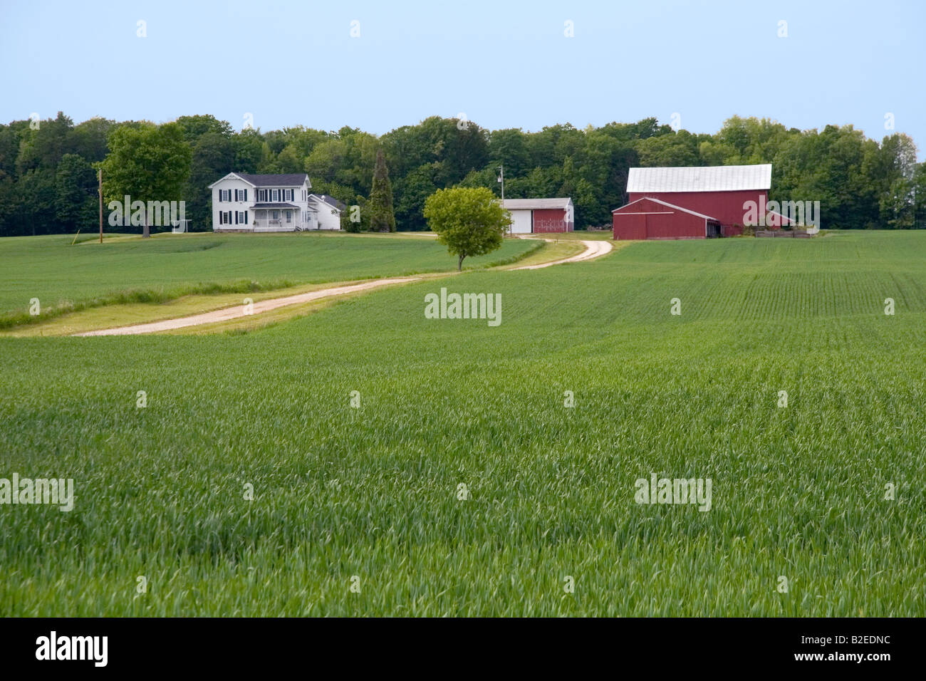 Blés et ferme en Ingham County Michigan Banque D'Images