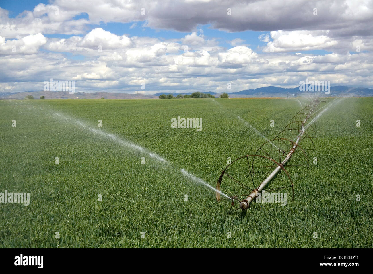 L'irrigation par aspersion dans un champ de blé dans la région de Canyon County Florida Banque D'Images