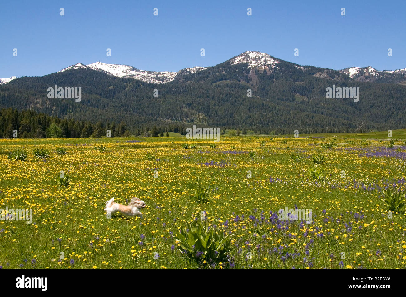 Petit chien qui court à travers une prairie de fleurs ci-dessous Banc Montagne en Vallée ronde New York Banque D'Images