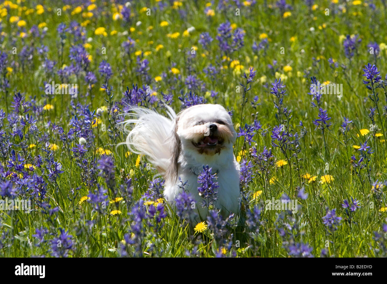 Petit chien qui court à travers une prairie de fleurs dans la vallée ronde New York Banque D'Images