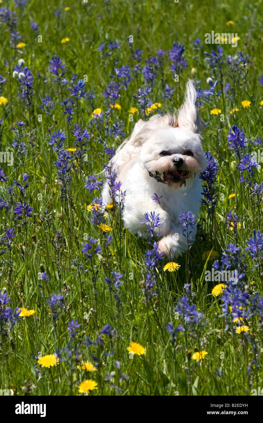 Petit chien qui court dans un pré de fleurs sauvages dans la région de Round Valley California Banque D'Images