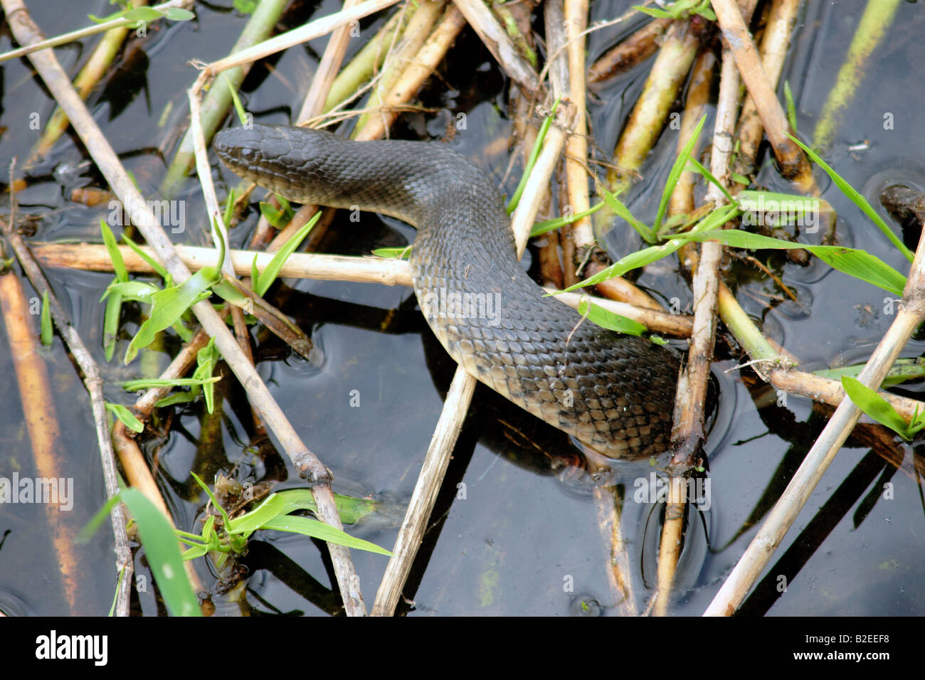 Cottonmouth snake en Floride usa Banque D'Images