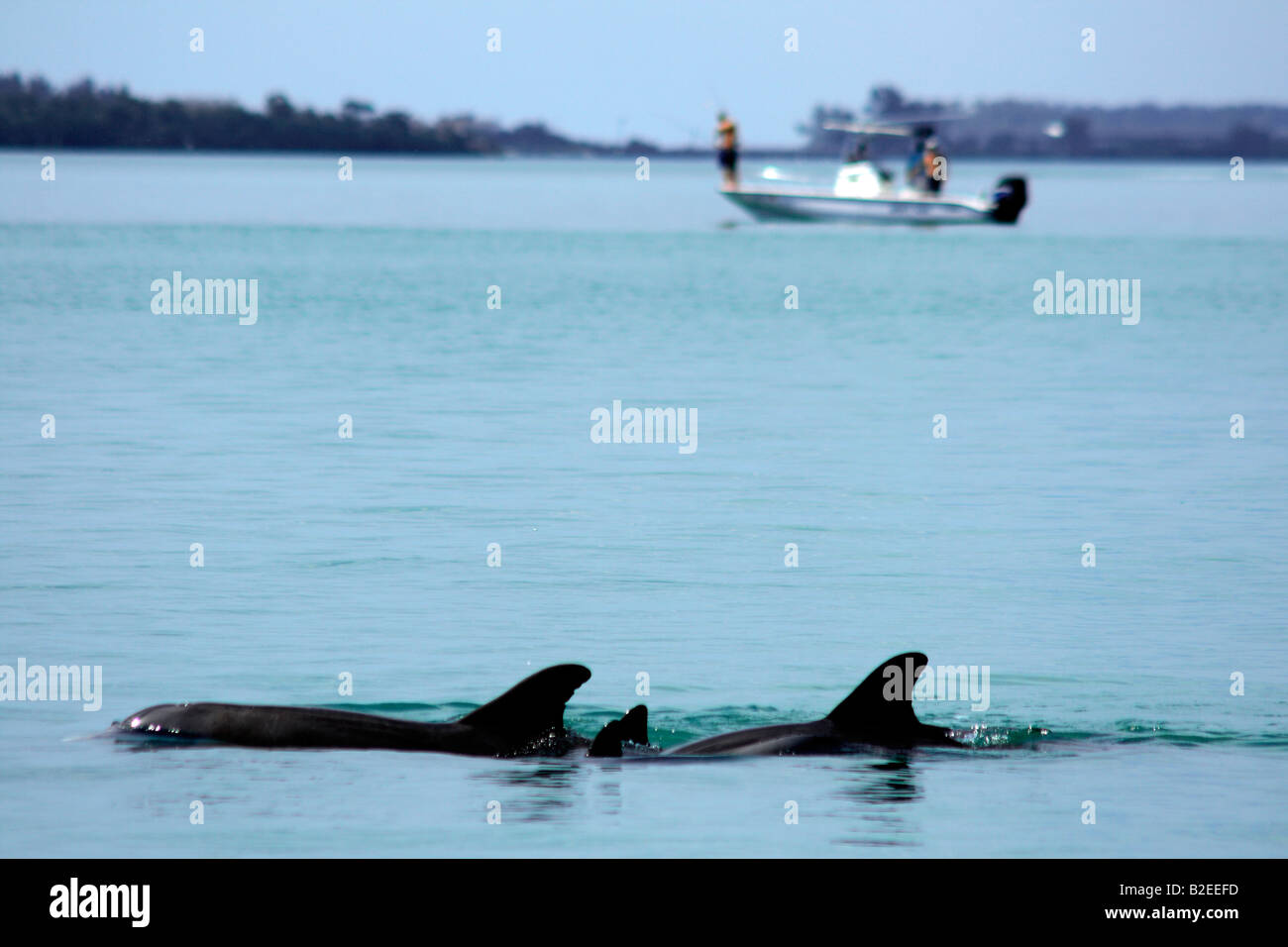 Dauphins dans Charlotte Harbor, près de Port Charlotte, sud-ouest de la Floride, USA Banque D'Images
