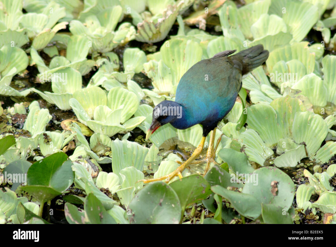 Purple gallinule marche sur des plantes de l'eau Banque D'Images