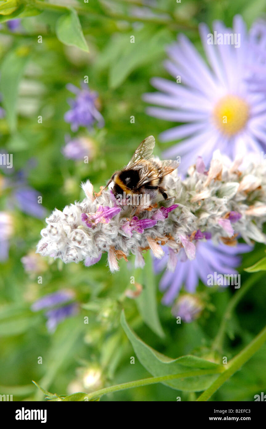 Bee gathering pollen Banque D'Images