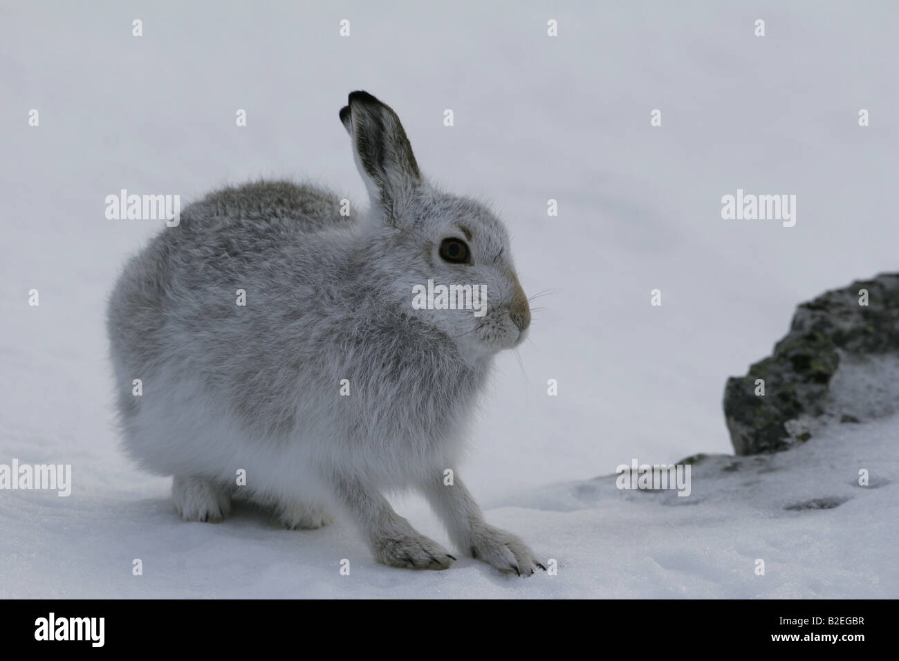 Lièvre Lepus timidus en manteau d'hiver en montagne Glenshee Banque D'Images