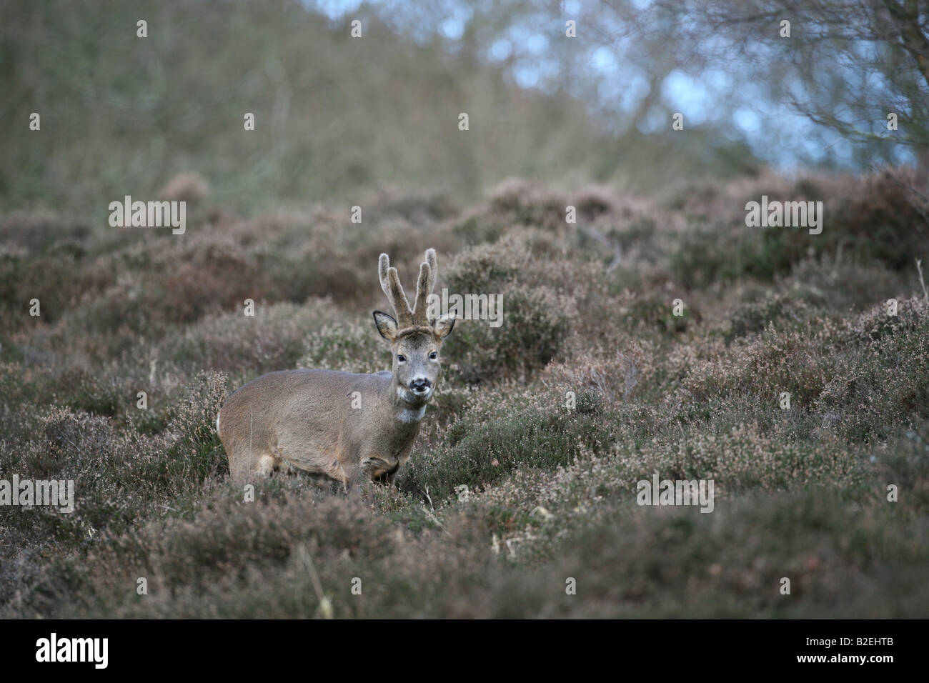 Buck chevreuil capreolus capreolus dans le Perthshire Banque D'Images