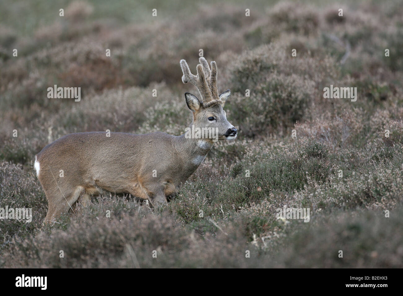 Buck chevreuil capreolus capreolus Banque D'Images