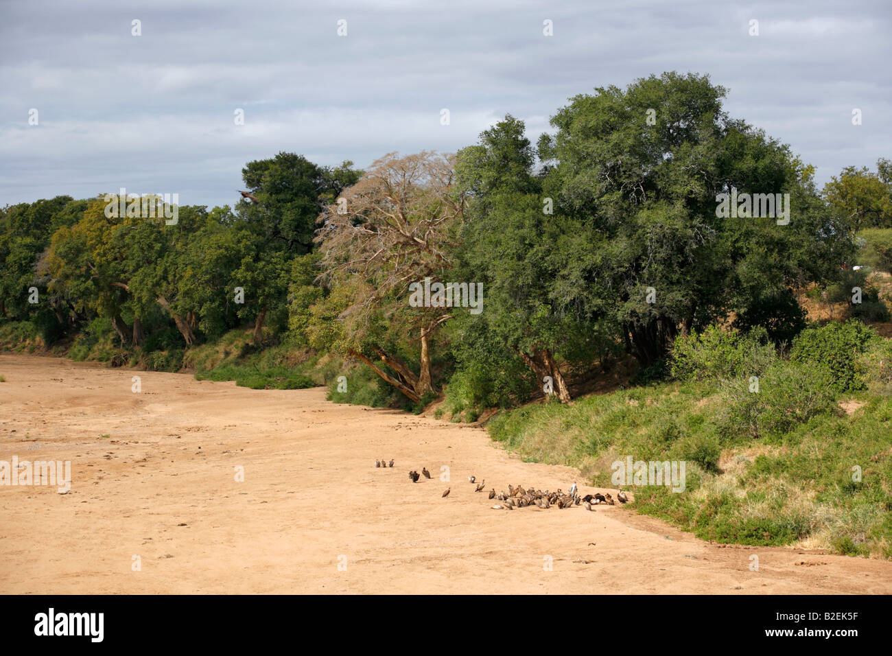 Un cluster de vautours se nourrissant d'une carcasse de la rivière à sec de la rivière Shingwedzi Banque D'Images