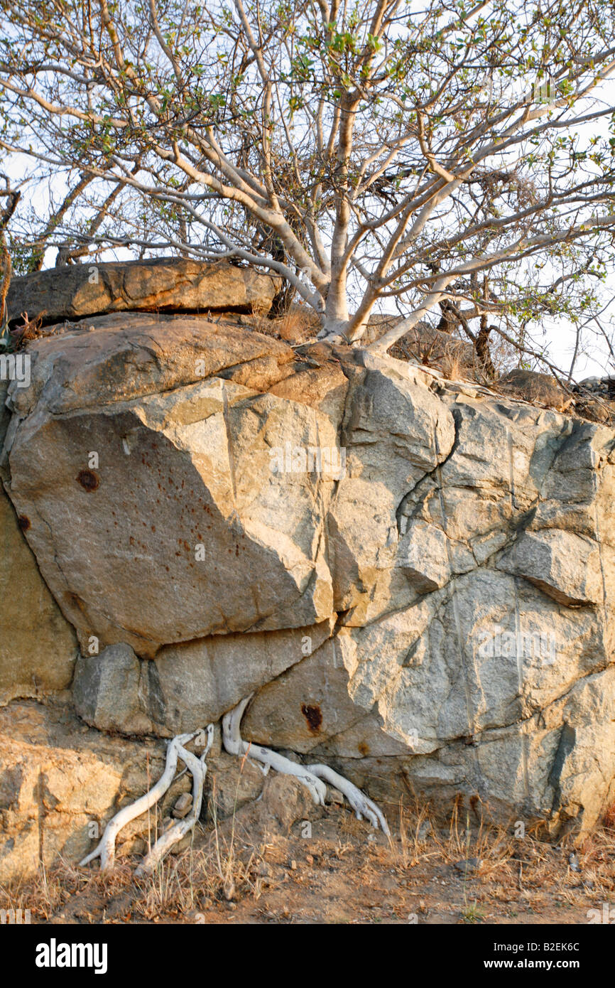 Les racines d'un rock fig roches fractionnement Banque D'Images