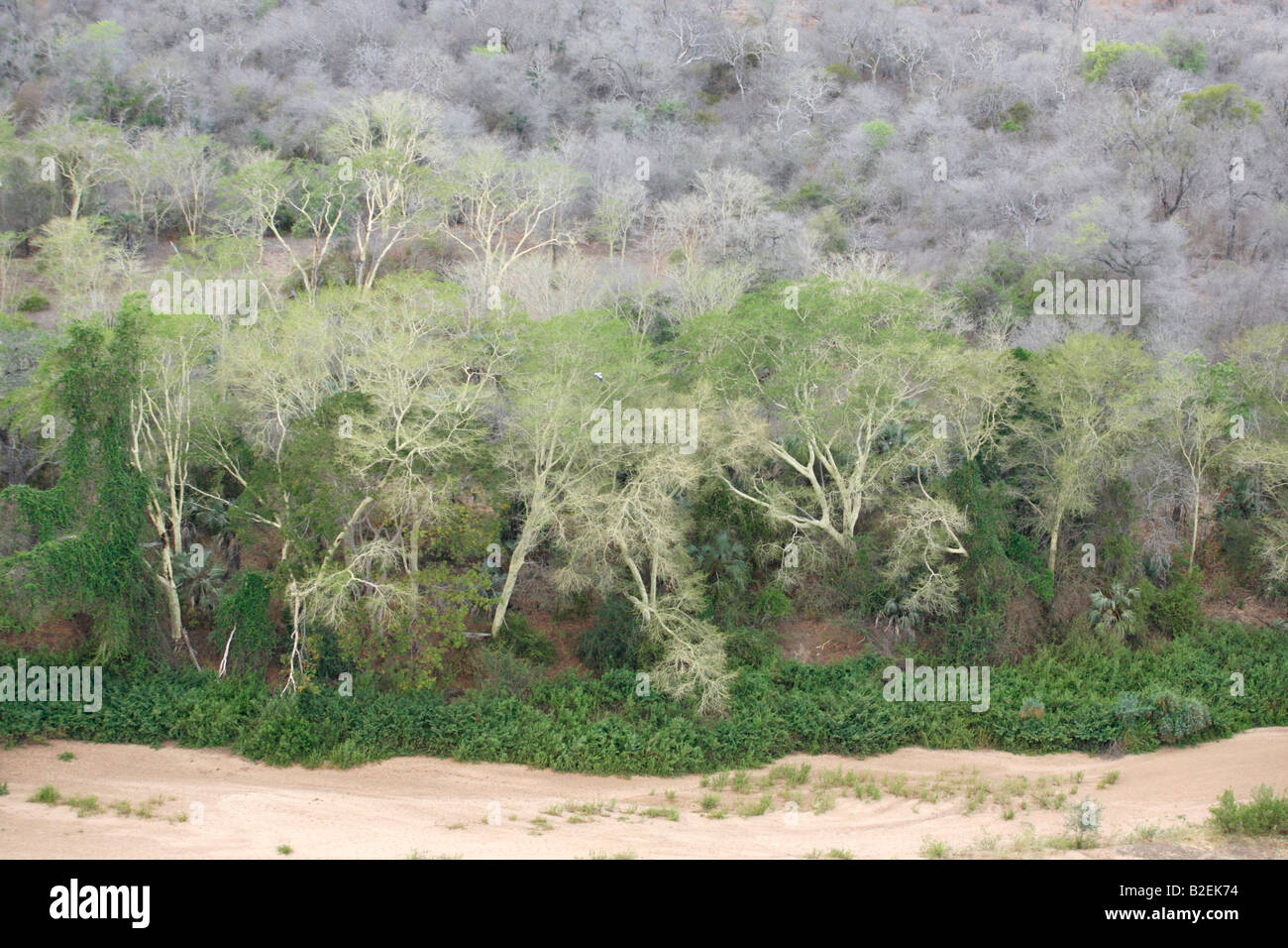 Vue aérienne de la fièvre des arbres (Acacia xanthophloea) et un au-delà des bois sans feuilles sèches les rives de la rivière Save Banque D'Images