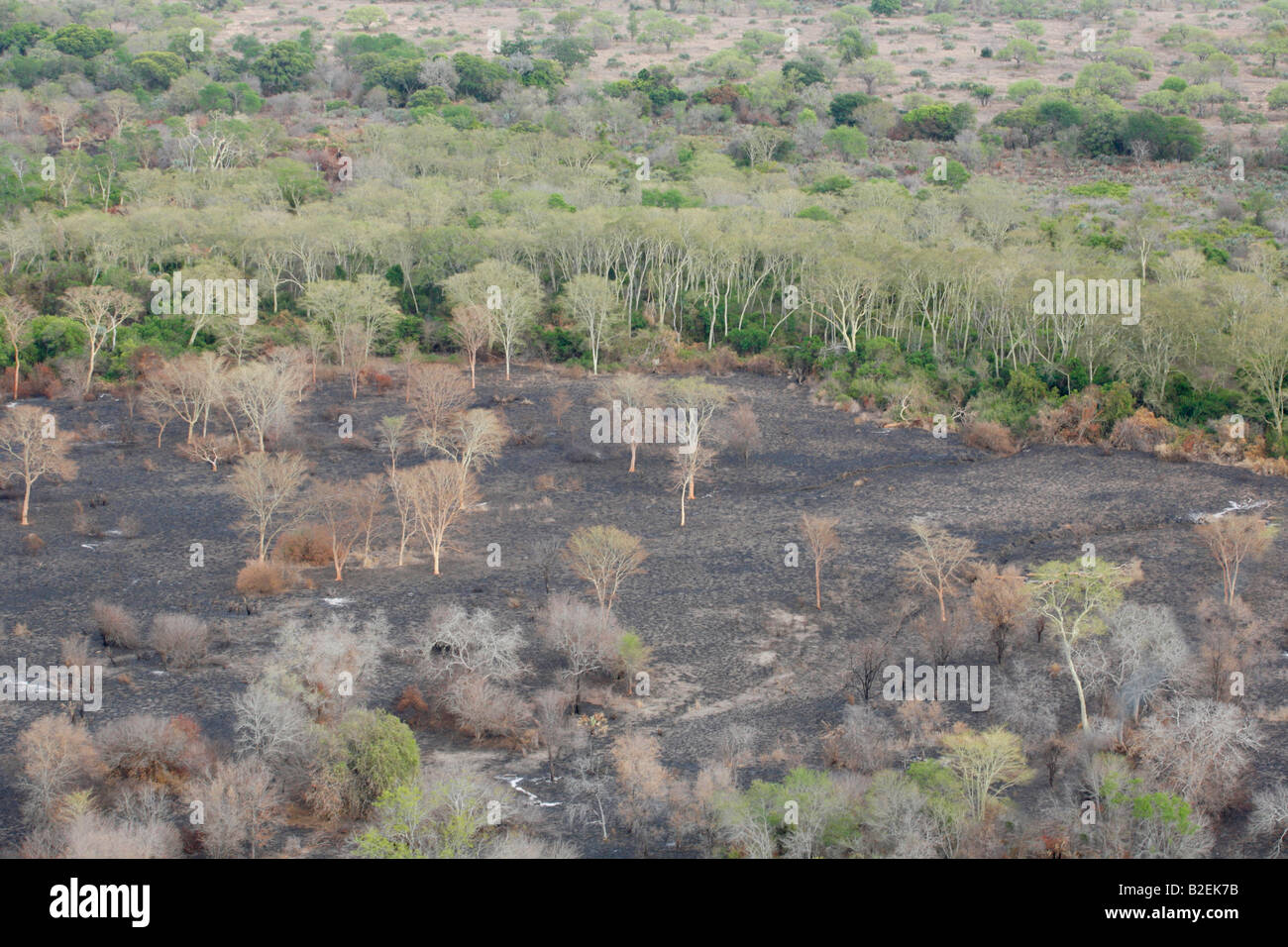 Vue aérienne d'une zone humide avec une frange d'arbres de la fièvre qui a été brûlé en préparation pour la culture Banque D'Images