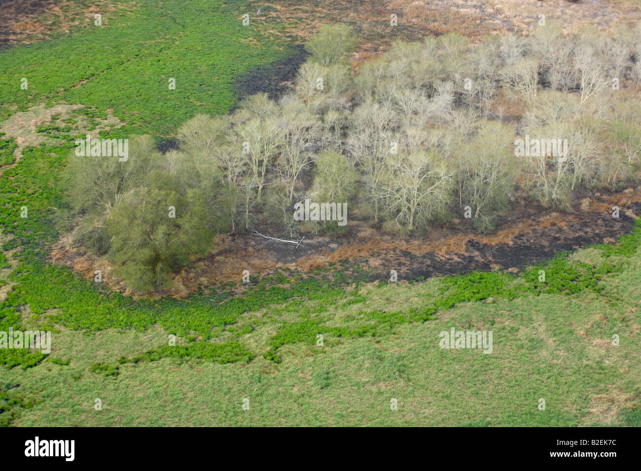 Vue aérienne d'une zone humide luxuriante avec une île d'arbres de la fièvre Banque D'Images