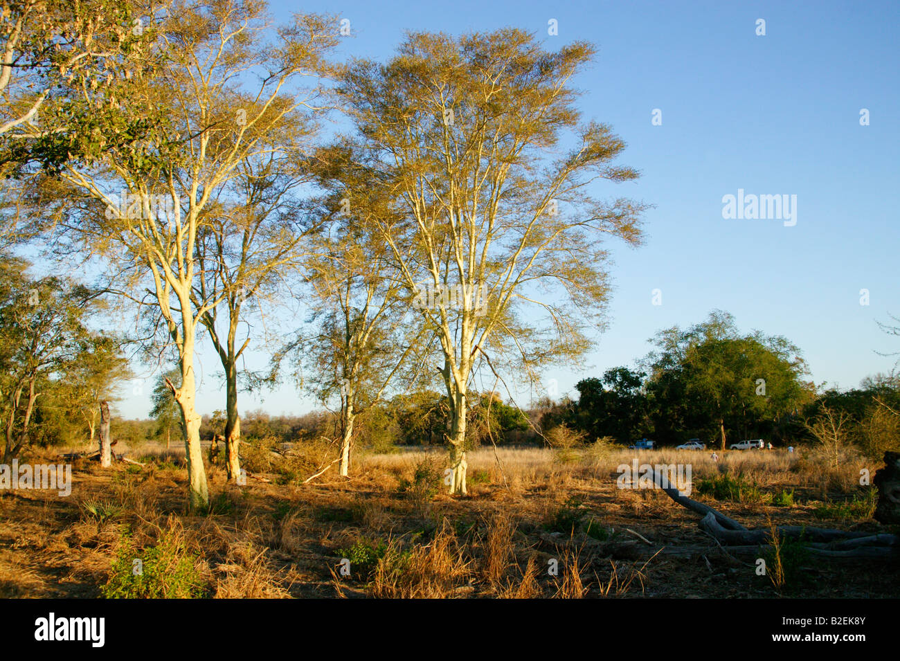 Vue panoramique d'une grappe d'arbres (Acacia xanthophloea fièvre) dans un coin éloigné du Mozambique Banque D'Images