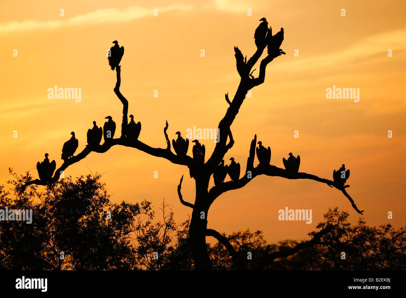Dos blanc vautours reposant sur une arborescence de leadwood au coucher du soleil Banque D'Images