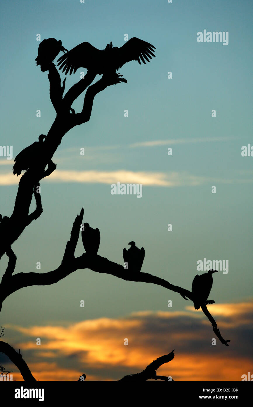 Dos blanc vautours reposant sur une arborescence de leadwood au coucher du soleil Banque D'Images