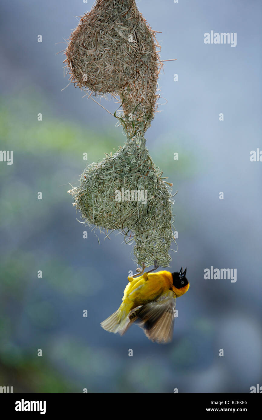 Homme masqué moindre weaver l'affichage ci-dessous son double étages nid d'attirer une femelle Banque D'Images
