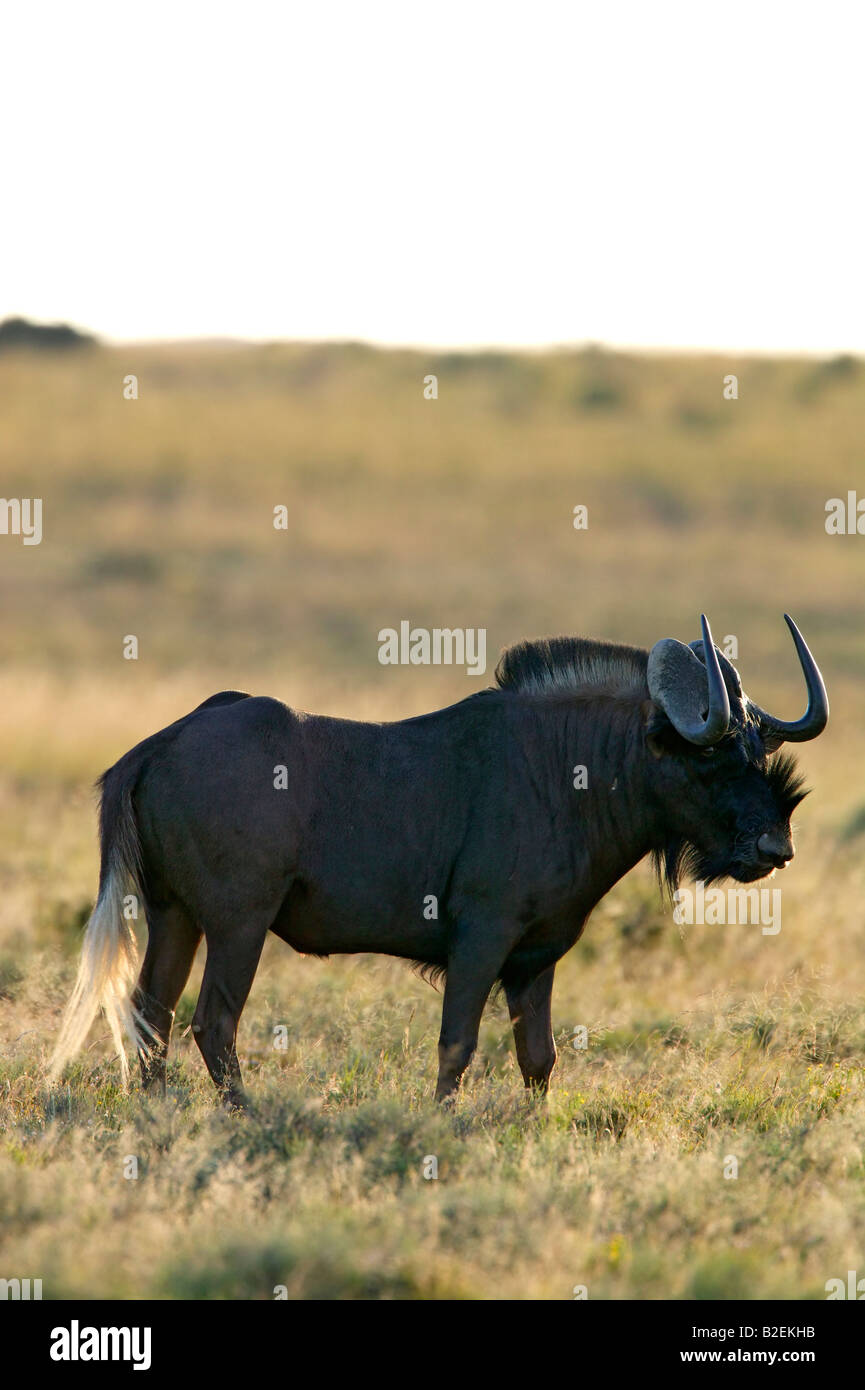 Le gnou noir bull montrant la longue queue touffue blanche cornes et particulier Banque D'Images