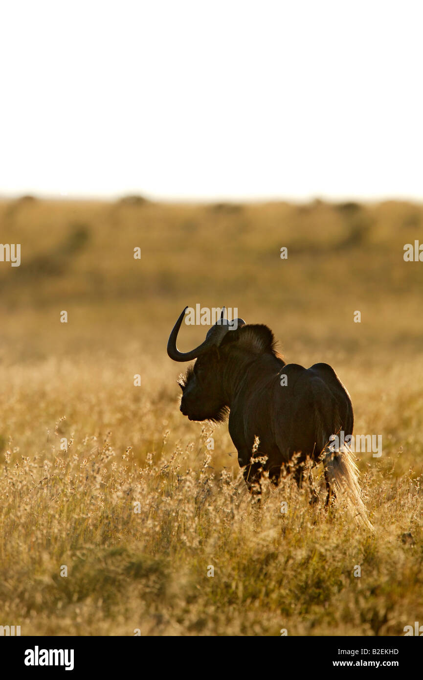 Le gnou Noir debout dans une prairie à highveld moody light Banque D'Images