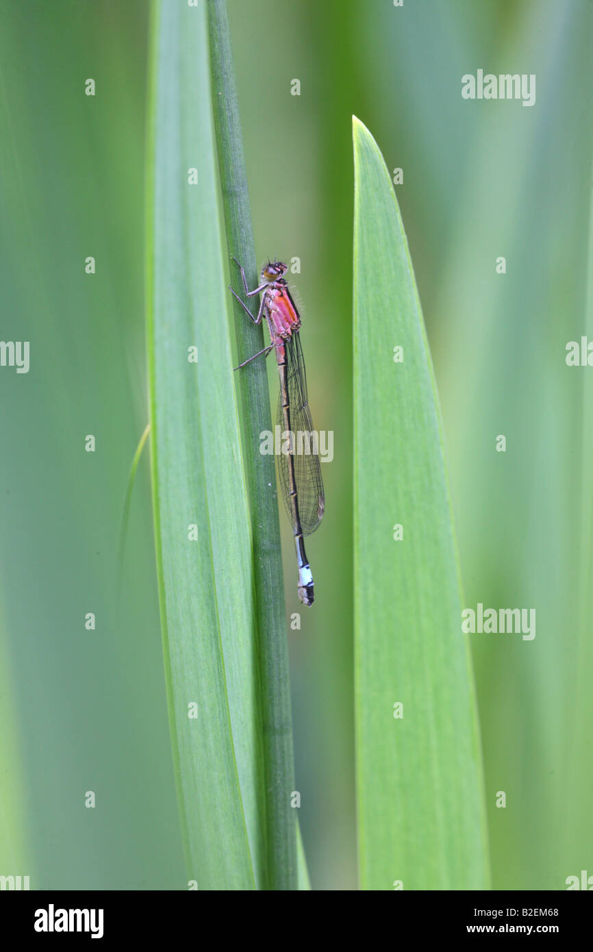 Damsefly d'Ischnura elegans queue bleu forme féminine rufescens Banque D'Images