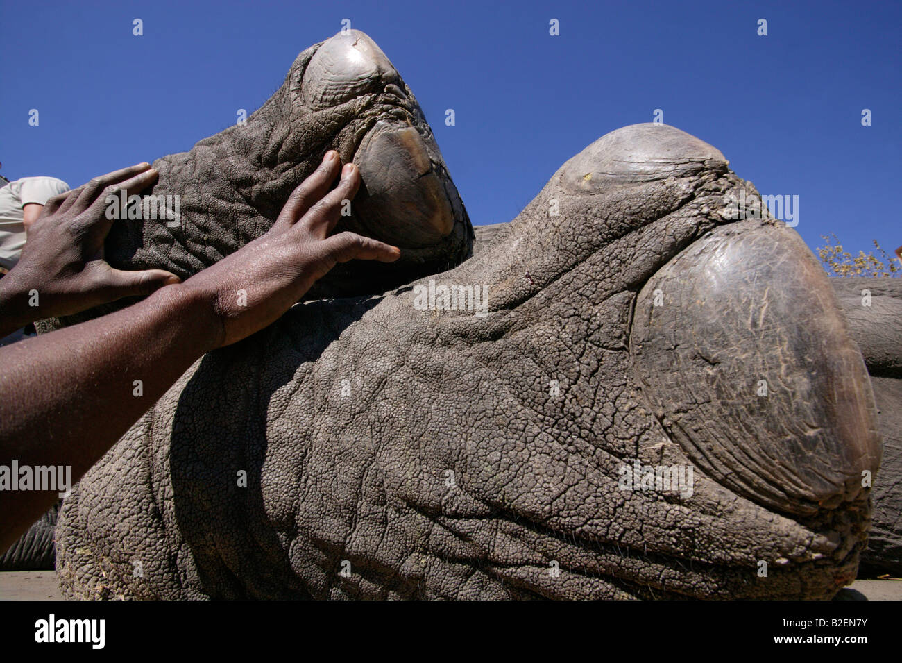 Close up d'un pied d'éléphants en tant que membre d'une équipe de capture jeu guide l'éléphant sous sédation dans une caisse de chargement Banque D'Images