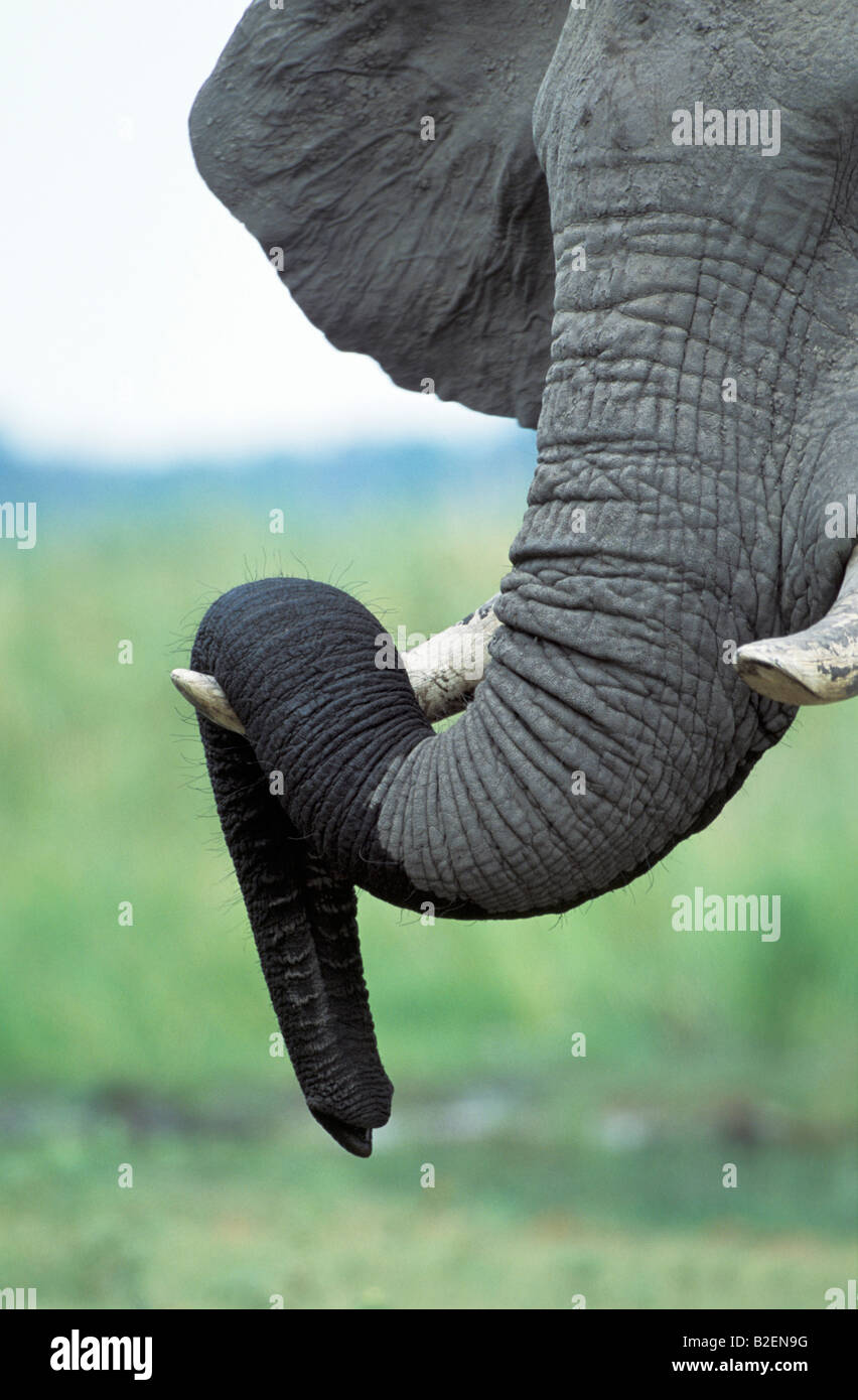 Close-up of elephant trunk drapé sur one tusk Banque D'Images