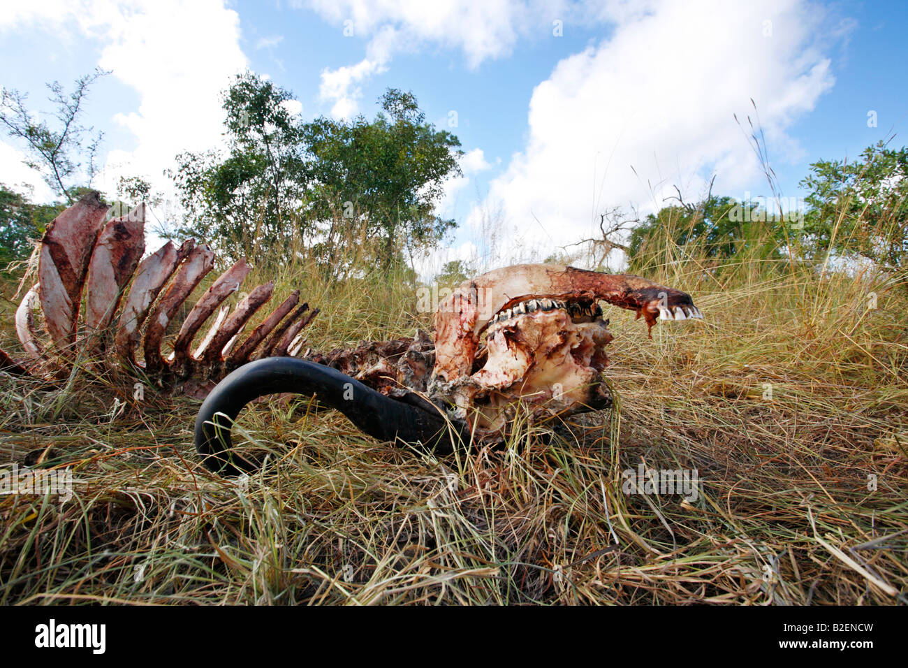 La dernière demeure d'une carcasse de bison après qu'il a été choisi par propre des hyènes et des vautours Banque D'Images
