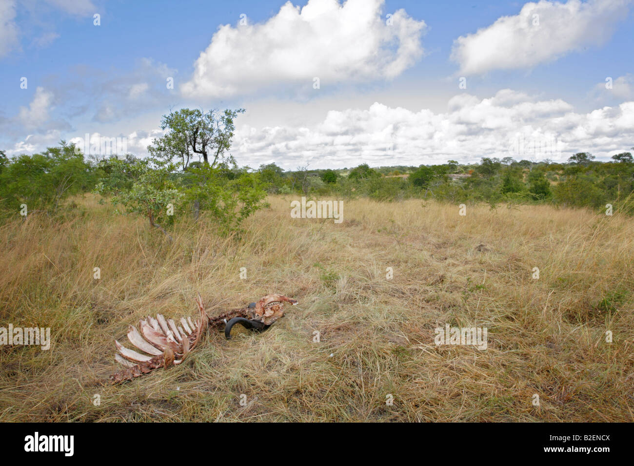 Une vue panoramique de la dernière demeure d'un bison tué par les lions après qu'il a été choisi par propre des hyènes et des vautours Banque D'Images